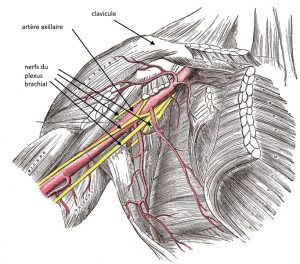 plexus cervico brachial